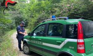 CARABINIERI FORESTALI