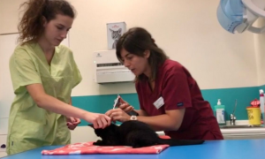 Schermata 2020 11 08 alle 13.06.23