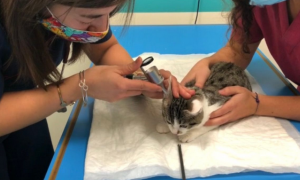 Schermata 2020 12 06 alle 12.16.34