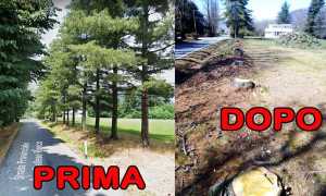 biella alberi polemica