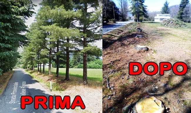 biella alberi polemica