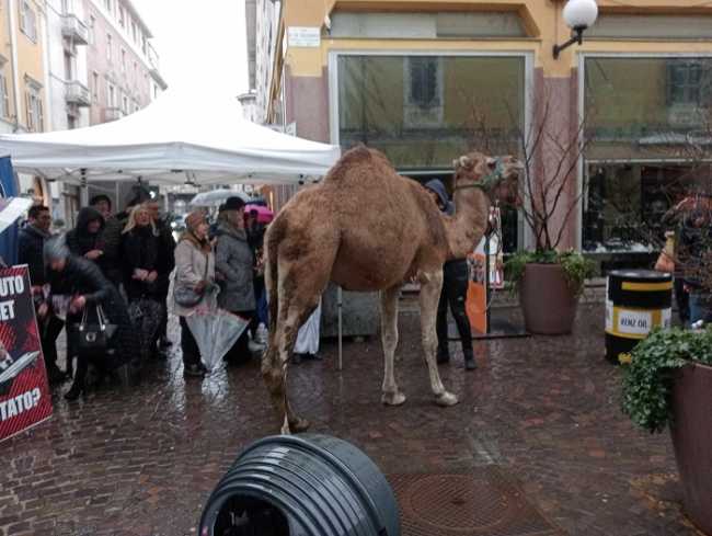 biella fratelli italia dromedario
