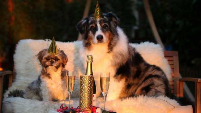 capodanno cani