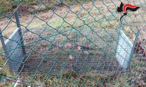 carabinieri forestali trappola