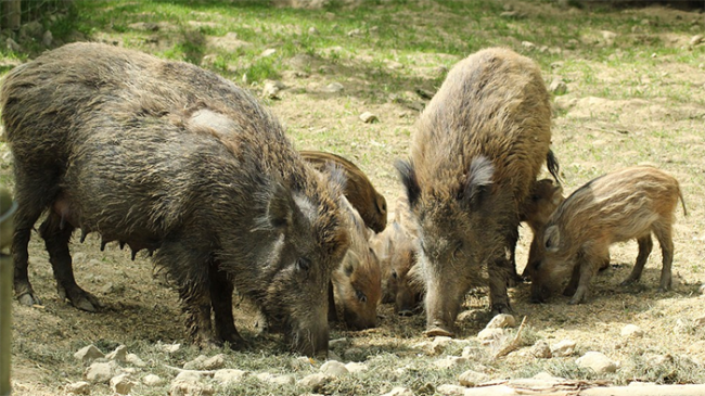 cinghiali gruppo cibo a