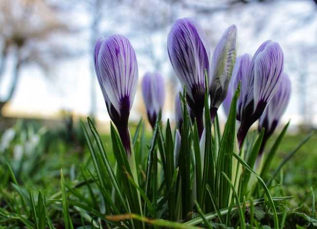 crocus 4008067 960 720