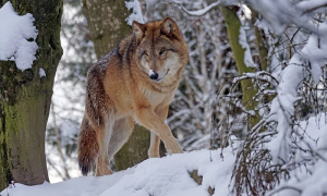 lupo neve girato