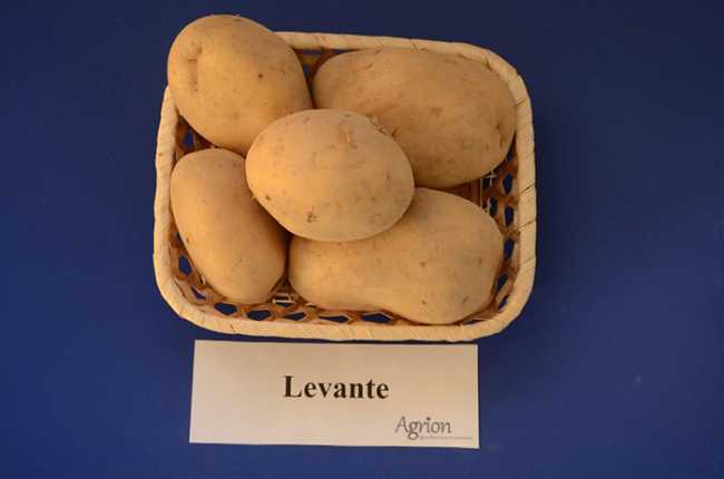 patat Levante