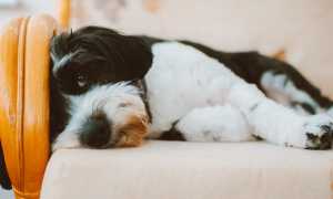 pexels lisa fotios 1755226