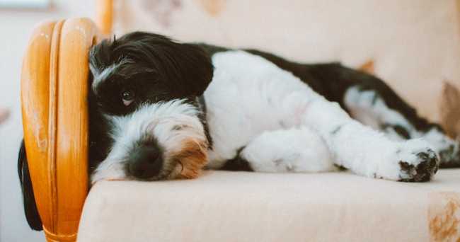 pexels lisa fotios 1755226