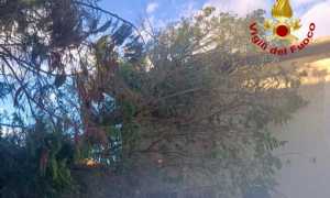 vigili del fuoco albero caduto
