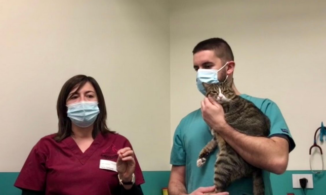 Schermata 2021 01 17 alle 11.28.52