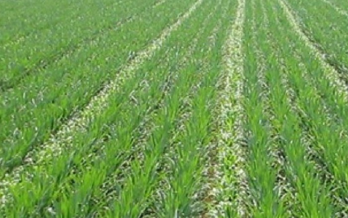 Pautasso nuovo direttore di Coldiretti Biella Vercelli