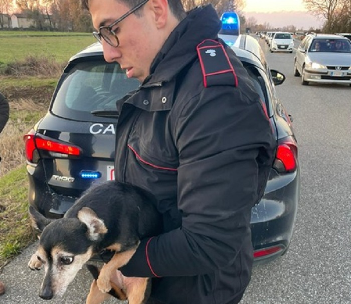 Cane utilizzato come spaventapasseri dalla proprietaria cinese di un campo di mais