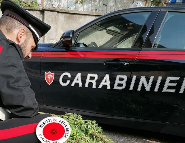 In giardino coltivava piante di marijuana
