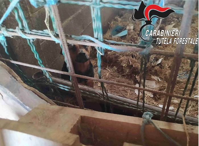Pane avvelenato lasciato per far male ai cani