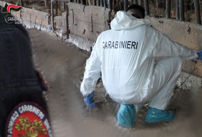 Animali lasciati morire in una stalla