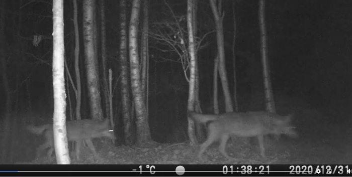 Branco di lupi immortalato in Valle Cervo nella notte