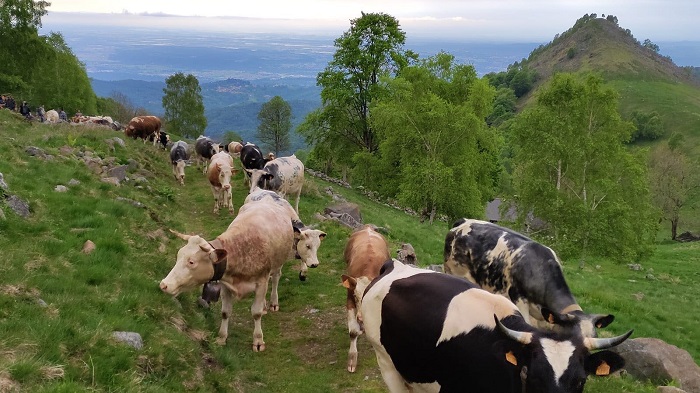 Torna Transumando nel Biellese