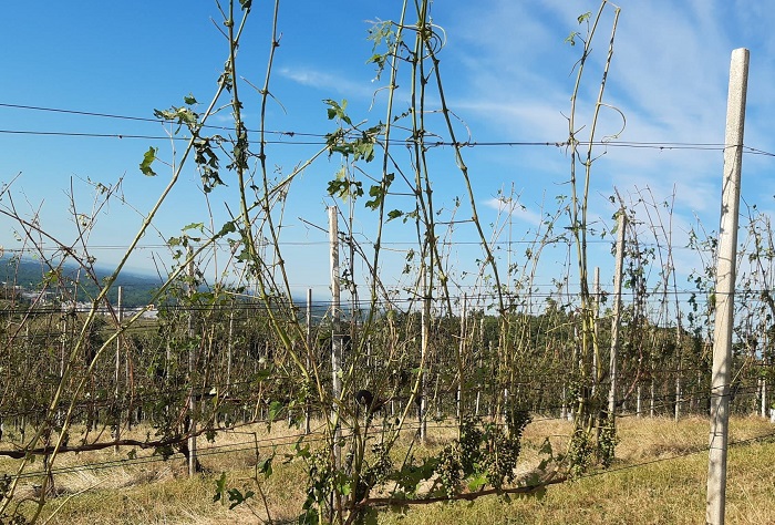Grandinata del 29 giugno il Comune di Gattinara chiede lo stato d’emergenza