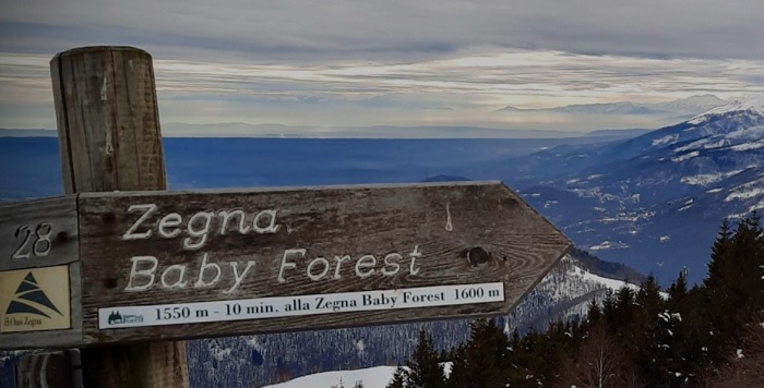 Zegna Baby Forest: più di mille pini piantati dal 2010