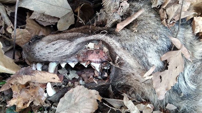 Lupo morto trovato nei boschi del monte Casto