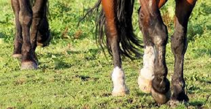 Stalliere condannato: fece morire un cavallo e ne ridusse in fin di vita un altro