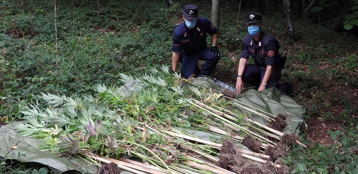 Maxi sequestro di piantagioni di cannabis in Valle Elvo