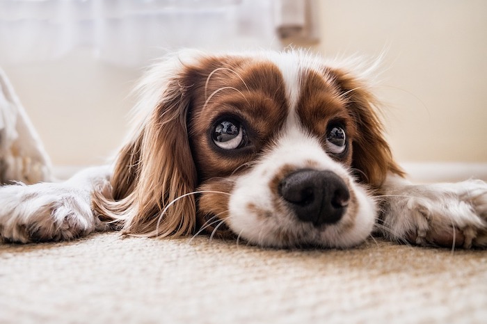 La passeggiata con il cane costa 560 euro