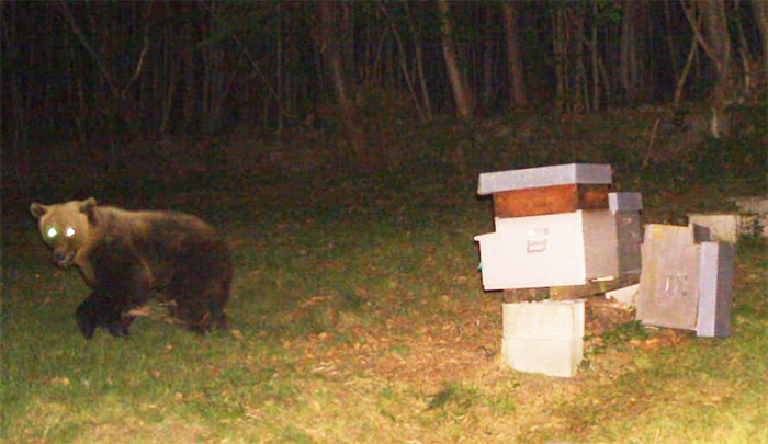 Terzo raid consecutivo a caccia di miele per il goloso orso ossolano