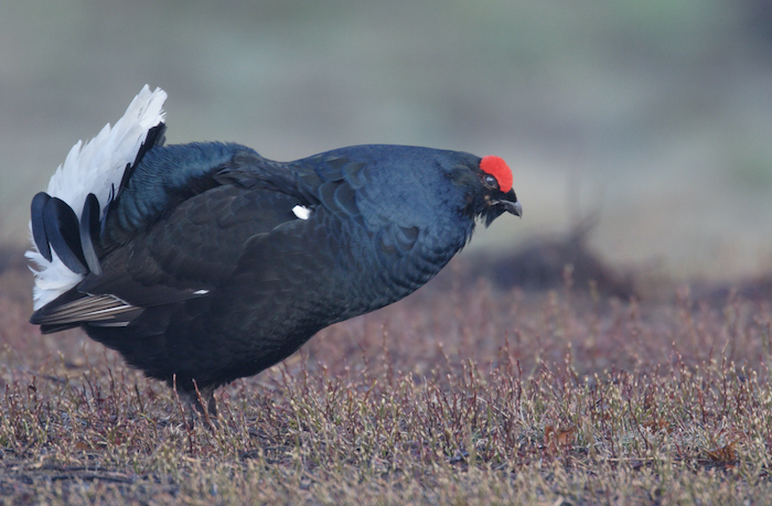 Il Tar del Piemonte riapre la caccia a 3 specie "bloccate" 